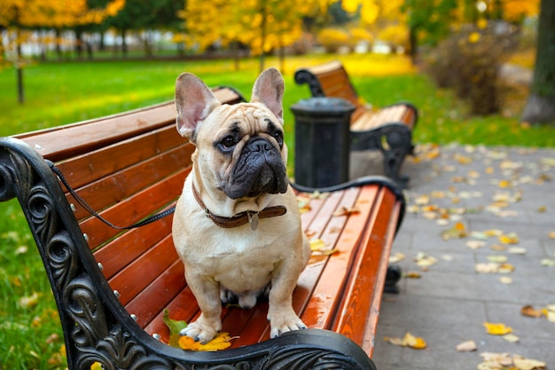 Il bulldog francese si siede su una panchina del parco. avvicinamento...