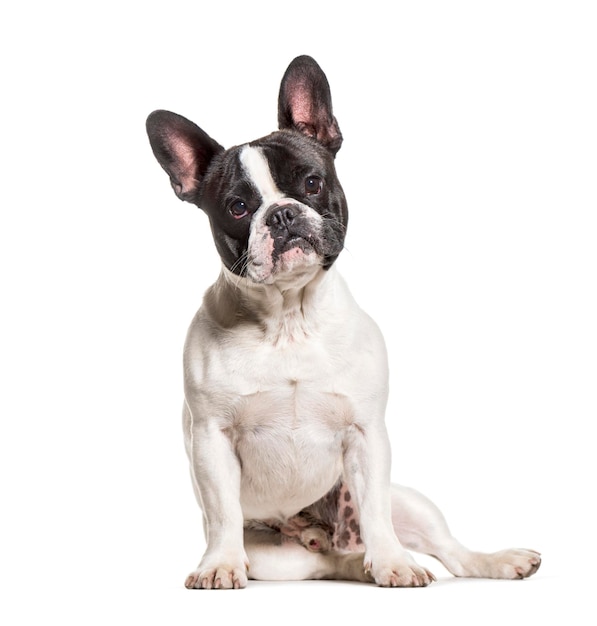 French Bulldog sitting against white background