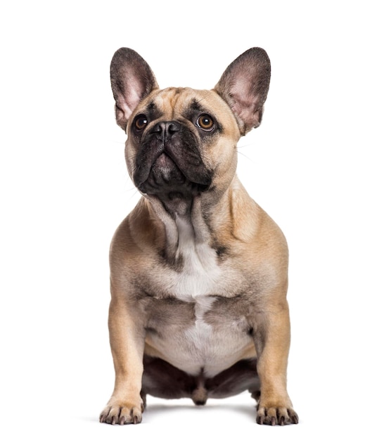 French Bulldog sitting against white background