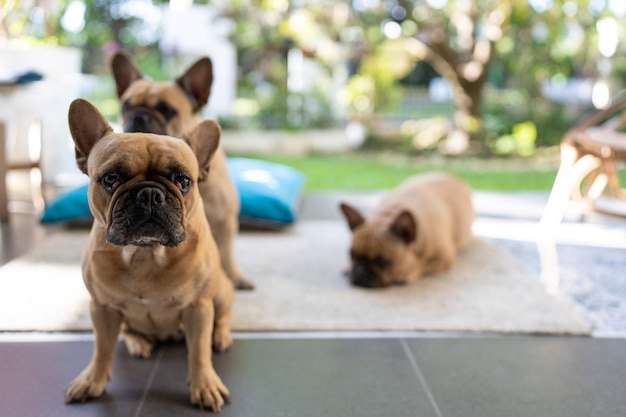 French bulldog sitting at balcony waiting for a walk.