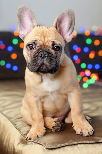 Cucciolo Di Bulldog Francese Che Dorme Sul Divano Con Peluche Giocattolo Di  Babbo Natale - Fotografie stock e altre immagini di Abbigliamento per  animali domestici - iStock