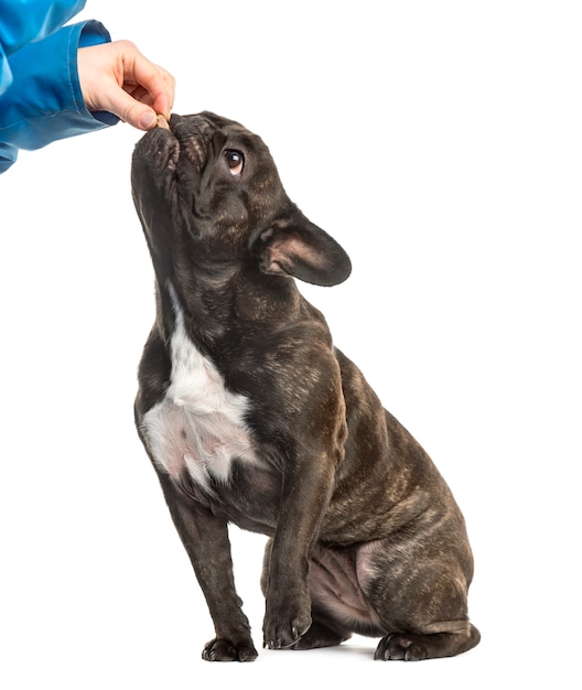 French Bulldog sitting and eating in hand, isolated on white