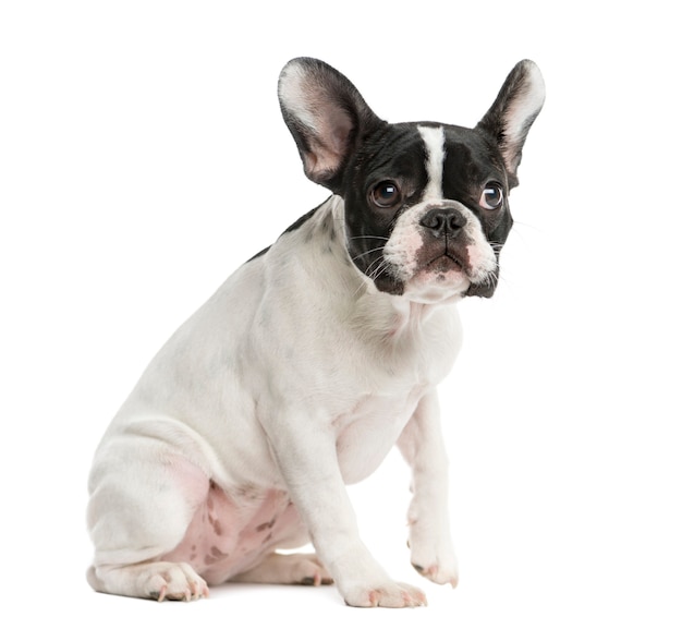 French Bulldog sitting in front of a white wall