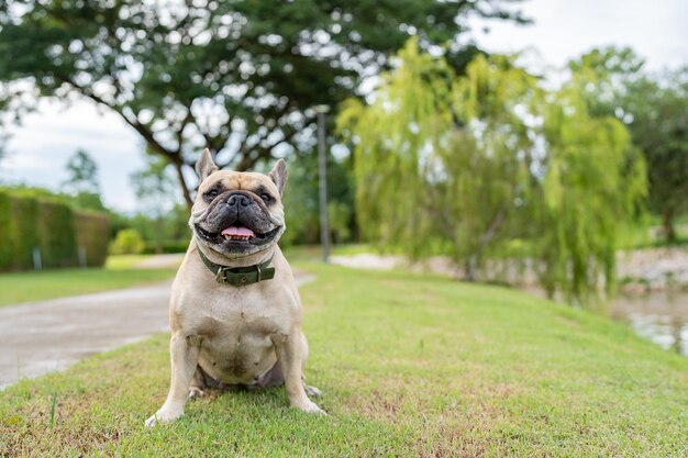 French bulldog sitting at grass field against tree background.