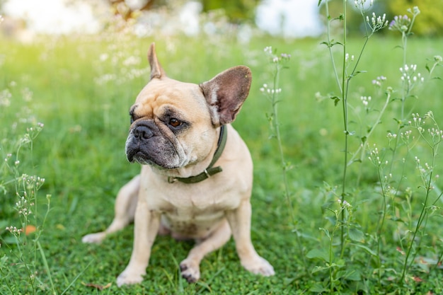 Premium Photo | French bulldog sitting at growing grass field in summer.