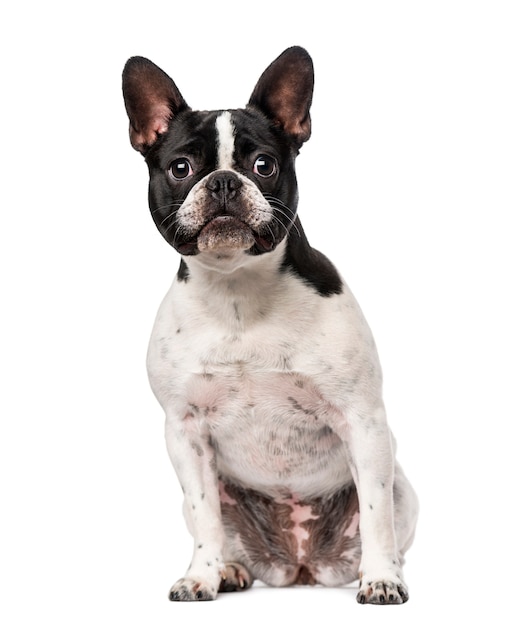 French Bulldog sitting isolated on white