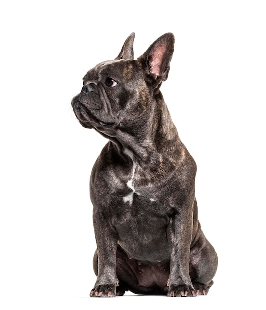 French bulldog sitting and looking away isolated on white