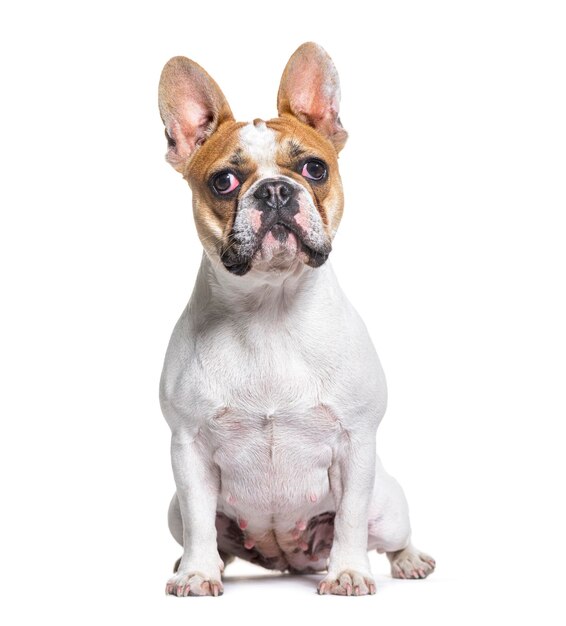 French bulldog sitting and looking up isolated on white