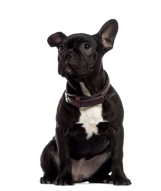 French Bulldog sitting and looking up