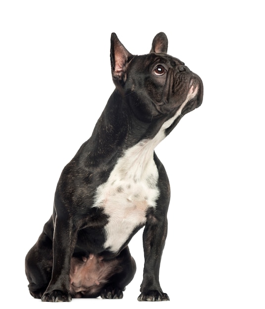 French Bulldog sitting, looking up