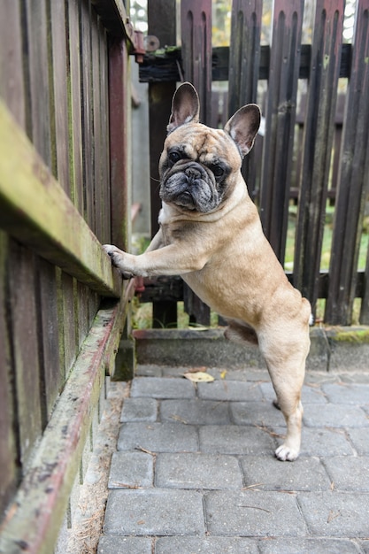 Bulldog francese seduto vicino a una staccionata in legno