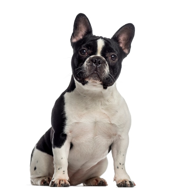 French Bulldog sitting