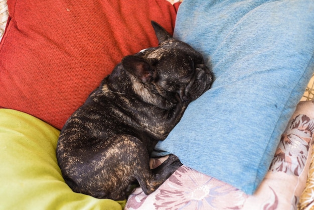 French Bulldog sleeping on colorful pillows alone