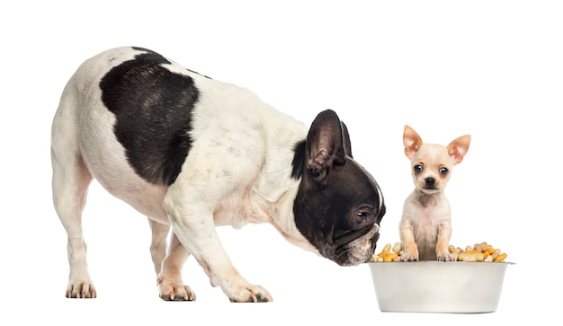 French Bulldog sniffing at a Chihuahua puppy in a bowl