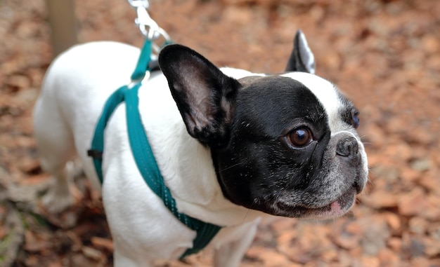 French bulldog-spain