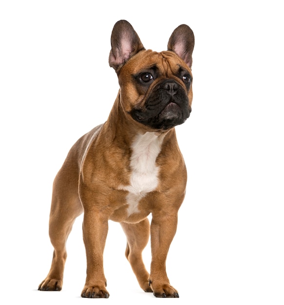 French Bulldog standing in front of a white wall