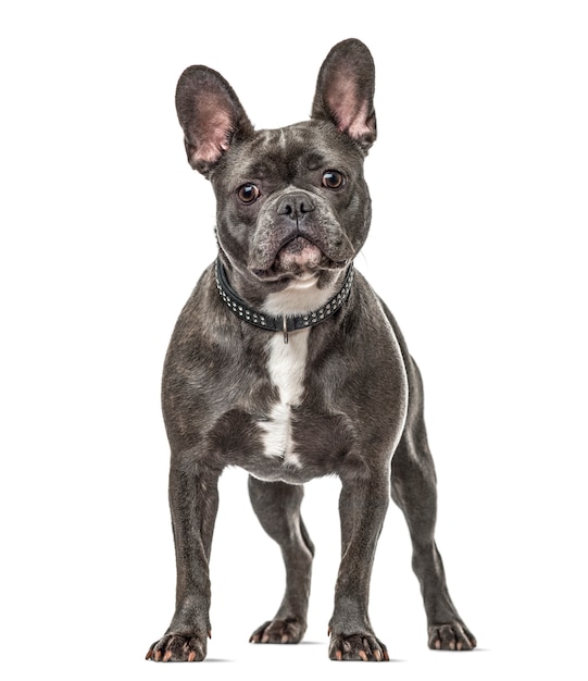 French bulldog standing, isolated on white