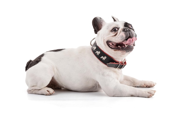 Foto bulldog francese in piedi con una bella collana