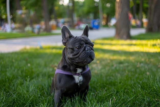 French bulldog stands on the lawn in the park and proudly looks ahead without looking away