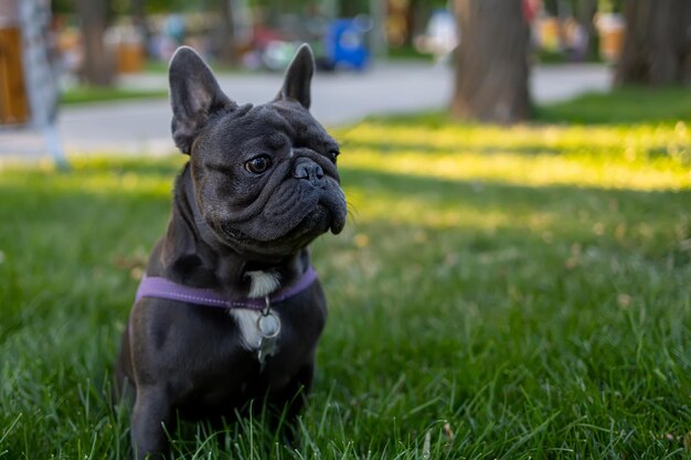 フレンチブルドッグは公園の芝生の上に立って、目をそらさずに誇らしげに前を向いています
