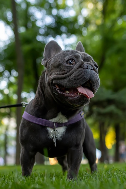 Французский бульдог стоит в парке и смотрит в сторону, собака высунула язык от жажды