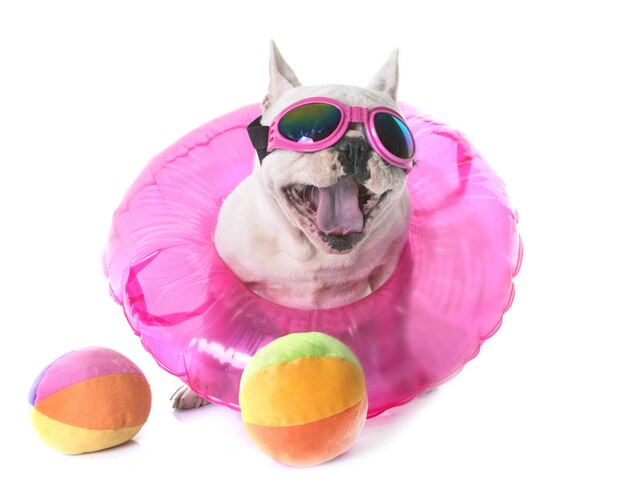 french bulldog in studio