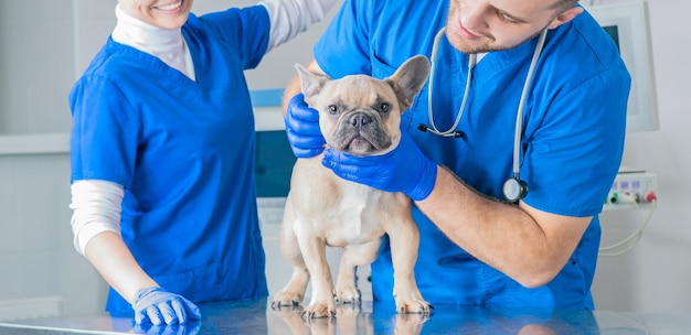 French Bulldog in a veterinary clinic. Two doctors are examining him. Veterinary medicine concept. Pedigree dogs