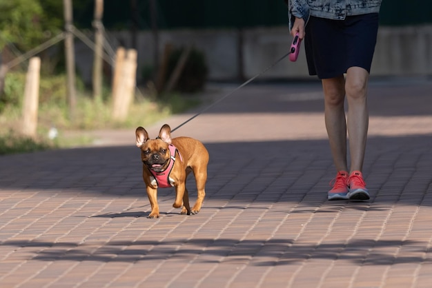 散歩中のフレンチブルドッグ純血種の犬バセットハウンドの品種四本足のペット男の友人