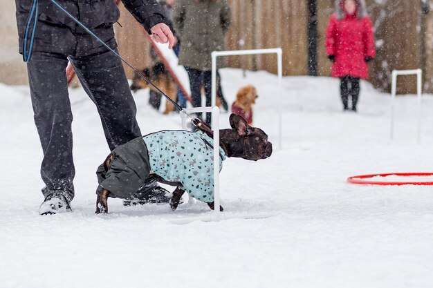 French bulldog on the walk in winter