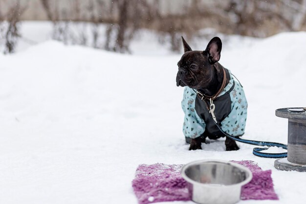 French bulldog on the walk in winter