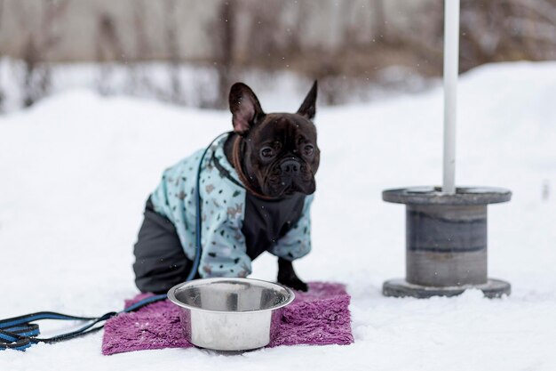 French bulldog on the walk in winter