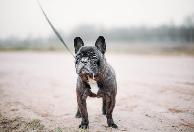 french bulldog walking in winter