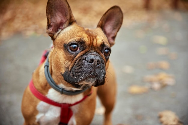 Il bulldog francese cammina nel parco d'autunno