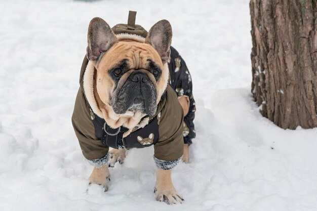 A French bulldog walks in the snow in a warm jacket in the cold