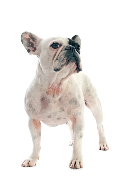 French bulldog on white