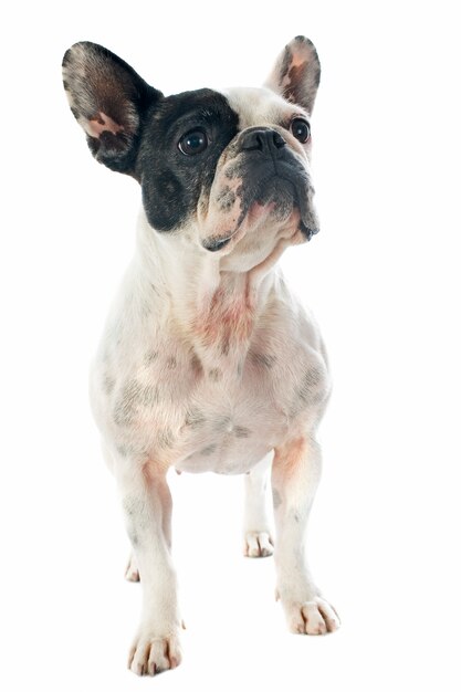 French bulldog on white