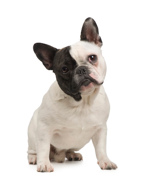 French Bulldog with 18 months. Dog portrait isolated