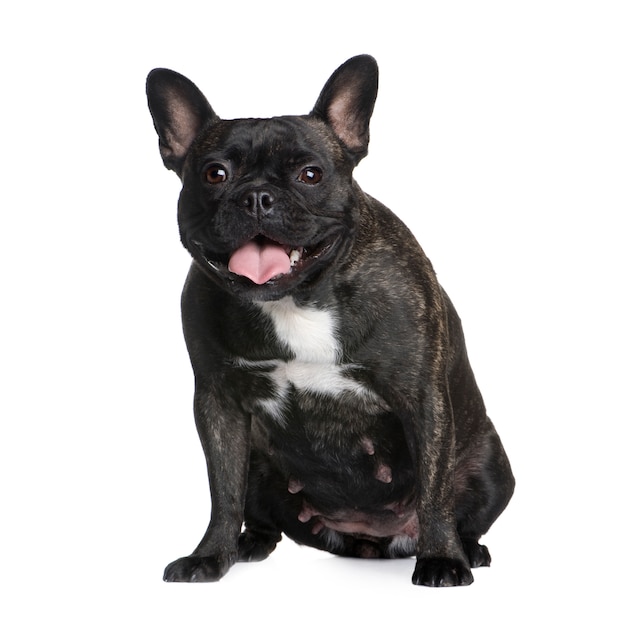 French Bulldog with 2 years. Dog portrait isolated