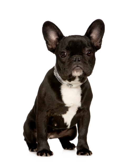 French Bulldog with 6 months. Dog portrait isolated