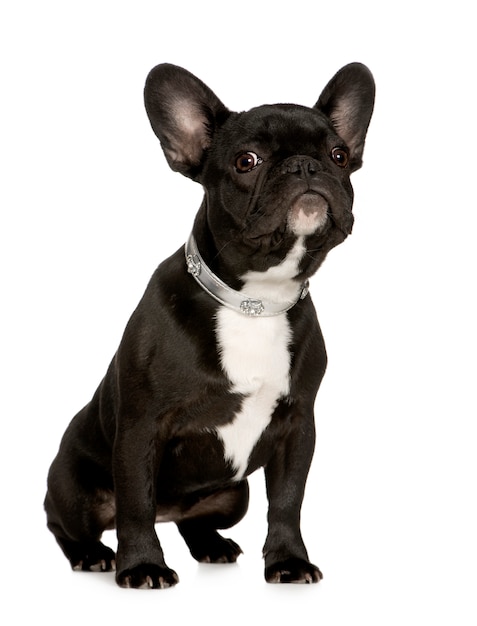 French Bulldog with 6 months. Dog portrait isolated