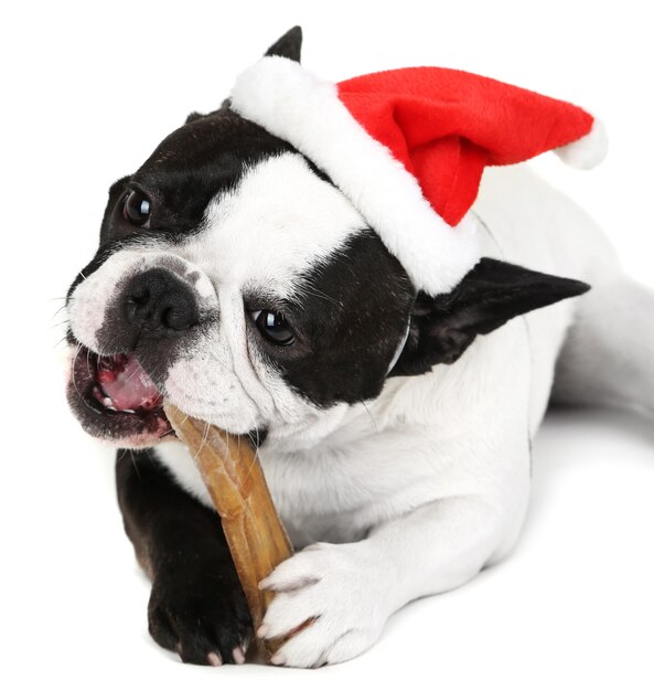 French bulldog with bone on sofa in room