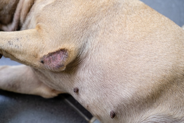 French bulldog with dermatological problems caused by allergies skin disease