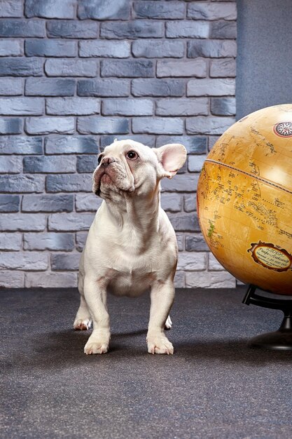 地球儀を持つフレンチブルドッグは犬と一緒に旅行します犬のコンセプトで行く場所