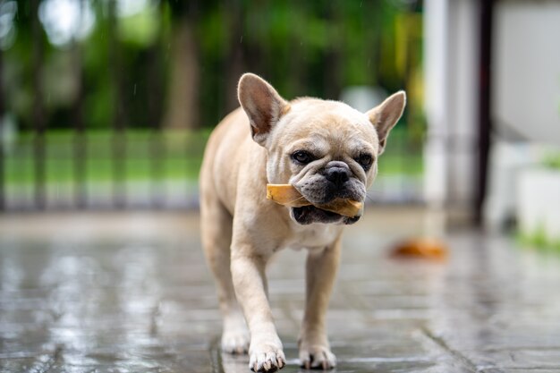 生皮屋外のフレンチブルドッグ犬のおやつ梅雨