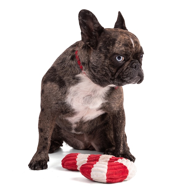 French Bulldog with red bow ties for Christmas on white background