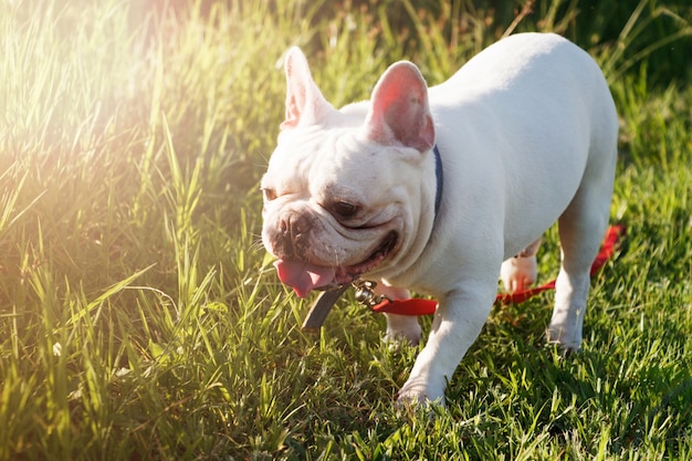 French bulldog with smiley faces walking on grass