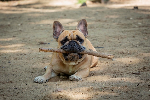 A French bulldog with a stick in his teeth lies on the sand