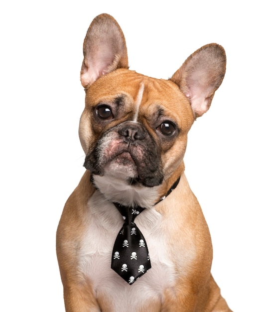 French Bulldog with a tie looking at the camera isolated on white