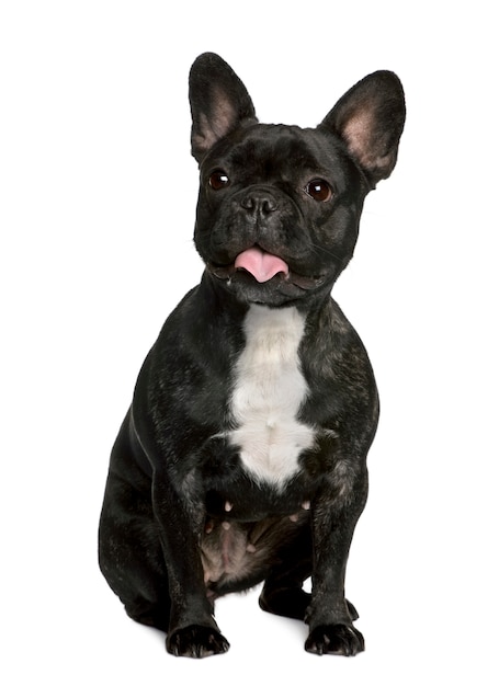 French bulldog with tongue out, 2 years old, sitting