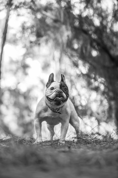 French bulldog in the woods